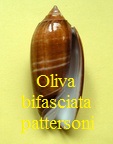 Oliva (Strephona) bifasciata f pattersoni, Clench 1945